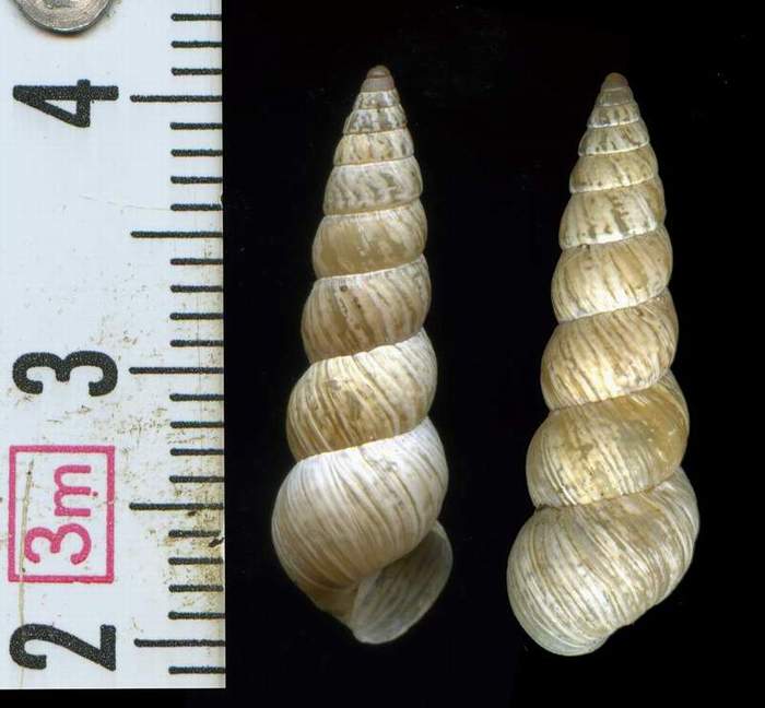 Hygromiidae Cochlicella acuta mm 21.5 x 6.5
